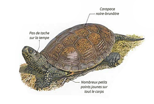 Cistudes d'Europe (Emys orbicularis) &copy; Fran&ccedil;ois Desbordes